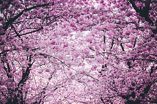 TryHackMe — Cherry Blossom