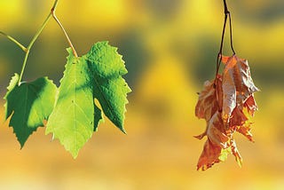 "The Eternal Dance of Life and Death: Contrasts, Ironies, and Meaning”