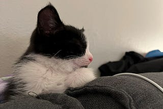 A black and white kitten curled up on a dark colored couch.