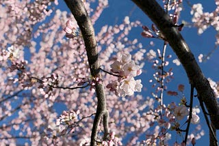 A branch of pale pink cherry blossoms set against a clear blue sky, with some flowers open and others still in bud.