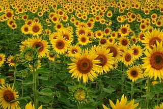 Field with sunflowers in all states of blooming.