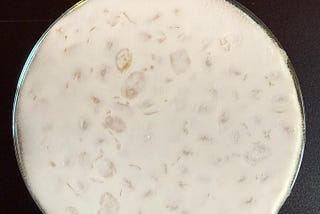 Why I think tempeh is fascinating