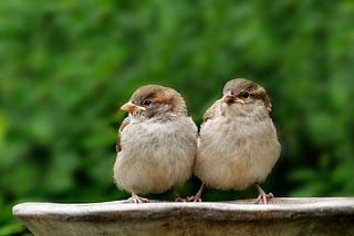 Two birds sitting close together on the rim of a bird bath. They are both looking at something off camera.
