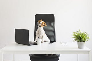 Should you consider an office dog?