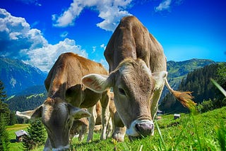 Healthy Nutritional fat in Cattle