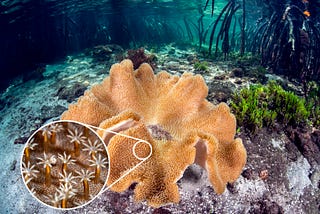 Coral Bleaching