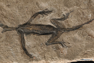 La pelle fake del rettile fossile più antico d’Italia