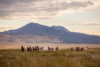 The Fight to Keep Utah’s Cherished Onaqui Horses Wild