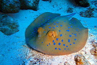 Dive #4 — The Twins, Koh Tao. Discovering the Blue-Spotted Ribbontail Ray