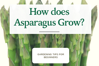 What is Asparagus?| How Does it Grow?| Benefits|