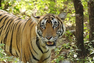 The Delicious Thrill of Spotting a Tiger in the Wild