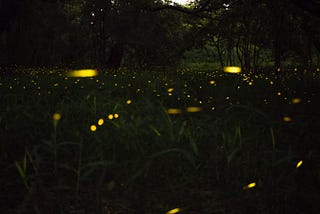 Firefly memories and climate change: what we know and how I’m trying to help