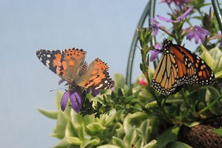 Why do butterflies matter?