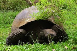 Tortoise Recovery