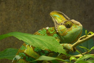 The challenge to become chameleons of our trades