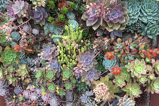From Striking and Spiky to Sumptuous and Spritely
