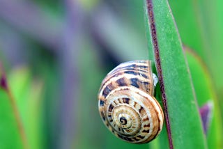 A snail crawling up a leaf