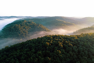Unterstützung von TIMBERFARM und WWF: Die essenzielle Rolle des Kautschuks im Schutz der Wälder