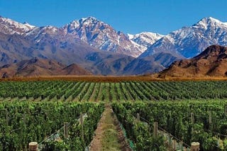 How I Learned to Make Wine in Argentina