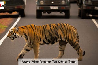 Amazing Wildlife Experience: Tiger Safari at Tadoba
