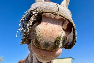 My Job Is Horse