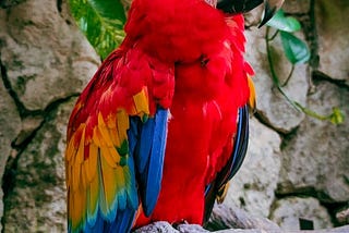 The ultimate guide to taking care of your parrot.