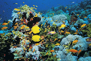 Coral Reef Ecosystems Becoming a Priority in Schools Curriculum