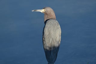 Welcomed by a Little Blue Heron