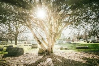 Photo of a cemetery with a large tree in the foreground with the sun streaming through it