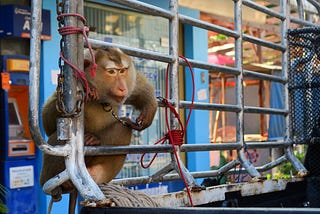 This Will Finally End Monkey Slavery in Thailand’s Coconut Industry