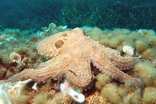 What Can We Learn From A Sleeping Octopus?