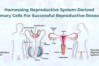 Harnessing Reproductive System-Derived Primary Cells For Successful Reproductive Research