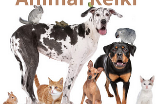 AnimVarious Amazing Facts About Animal Reiki