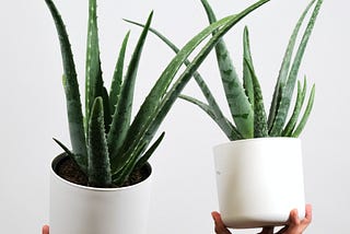 10 Indoor Plants which have Healing Properties