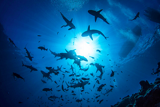 Top 5 Must Scuba Dive Destinations