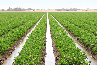 Top 5 Reasons Why Irrigation Might Not be Your Go to Adaptation Solution