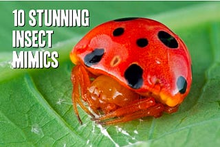 10 Stunning Insect Mimics