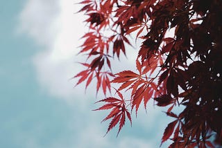 A bunch of tropical red leaves against the backdrop of the blue and white sky. Some parts of the leaves are silhouetted.