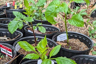 Box Store Dahlia Tuber Update