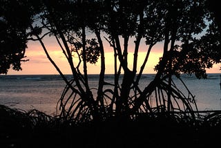 Photo of the sunrise, looking through a mangrove in Belize. Photo by David L. O’Hara, and copyright 2022.