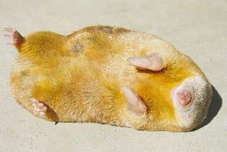 a small, curled up golden creature with its paws raised