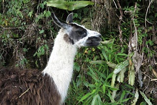 Side view of a white and brown llama eating a leaf.