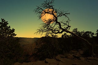 Rising full moon behind branches of tree.