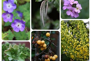 My Little Garden 9th Nov 2024