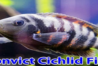 Convict Cichlid Fish
