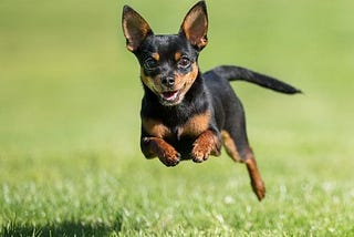 A pet is a member of the family