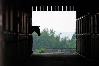 ​Managing the Horses Stable Environment for Respiratory Health