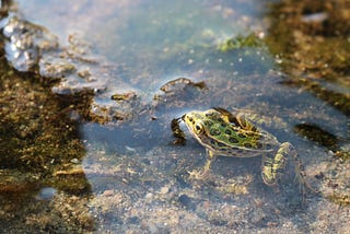 Critters in Crisis: How Livestock Contributes to the Decline of Amphibians