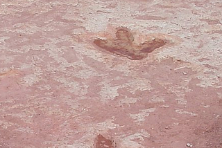 An image showing dinosaur tracks in red rock from Tuba City Arizona.