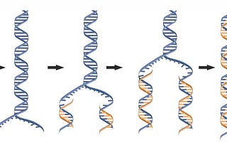 DNA REPLICATION